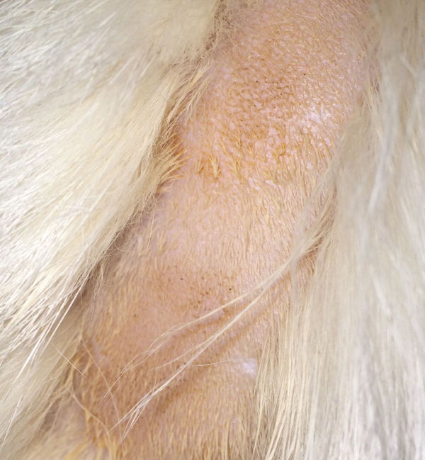 我猫洗完澡没吹干 尾巴根部黑发黄 背部感染三