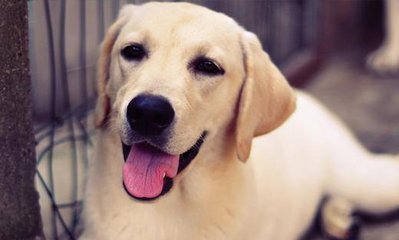 有没有短毛的金毛?