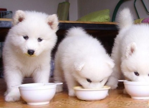 狗狗能吃虾或者三文鱼吗