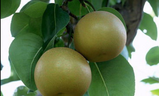 参考资料百度百科-石岩沙梨 百度百科-乌头鱼 百度百科-西乡基围虾