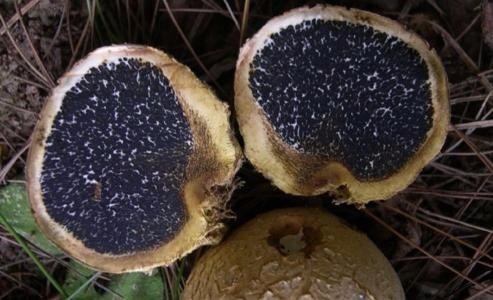 什么蘑菇求解_360问答