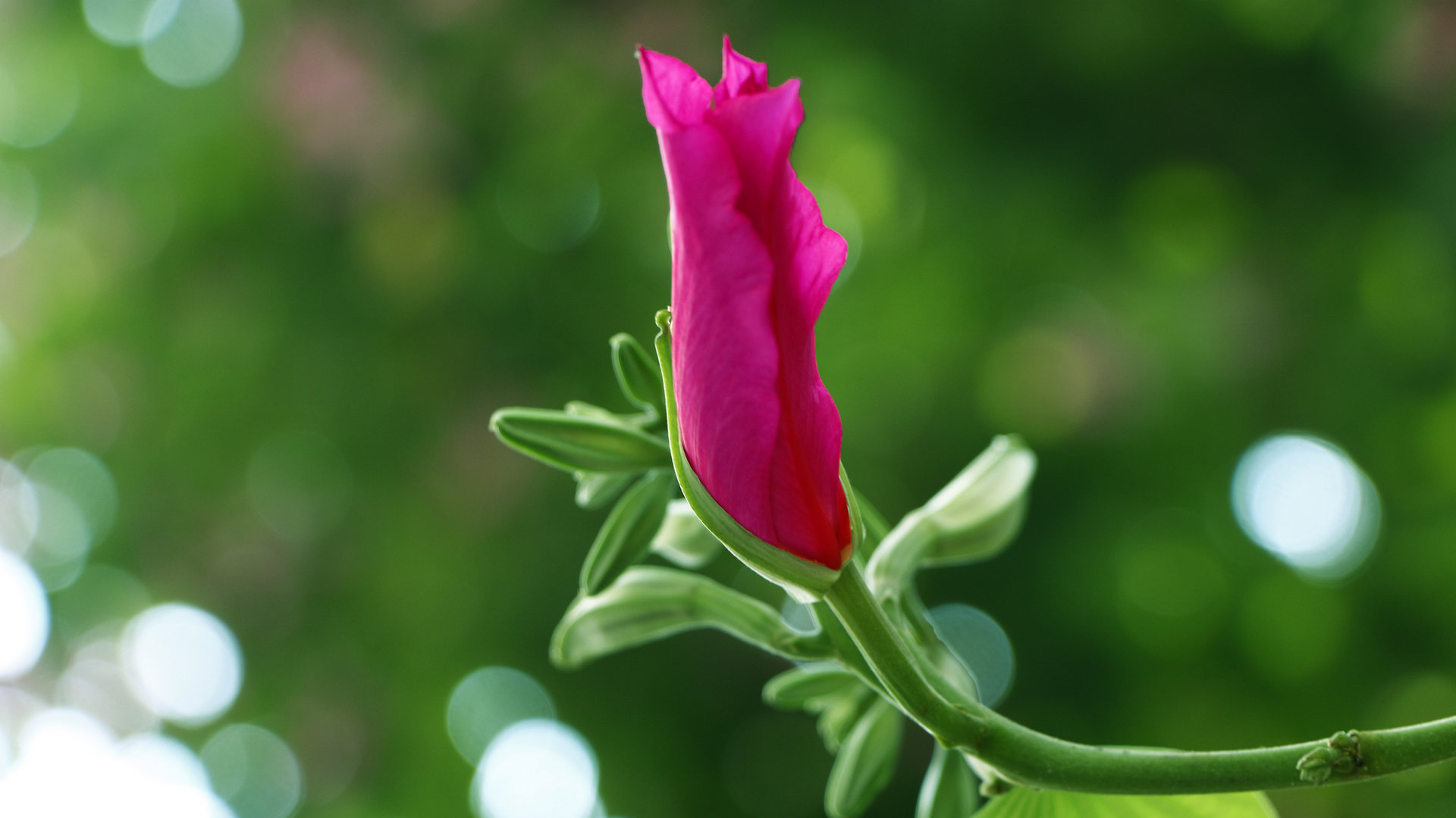 紫荆花花卉桌面壁纸[图13]