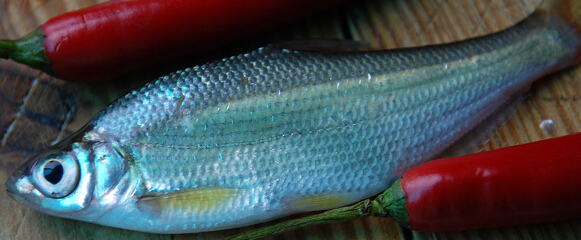 弯弯片和黄尾鲴有什么区别啊