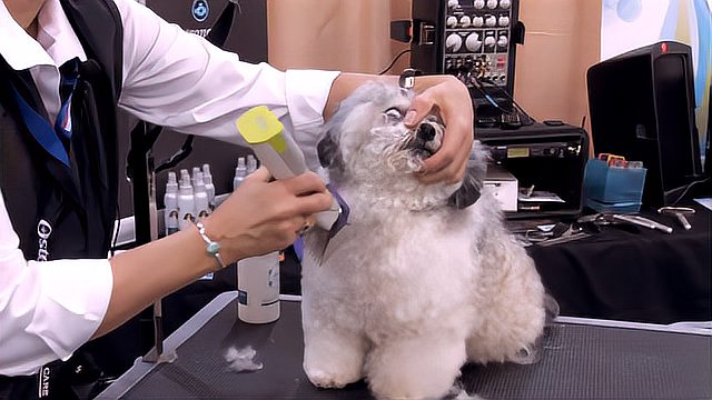 宠物的生活是越来越好了,看看这 泰迪的 理发过程,享受啊