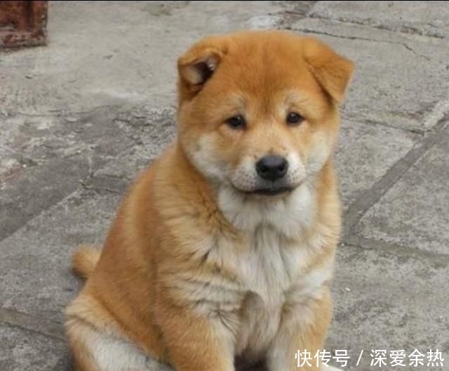 中华田园犬养哪里