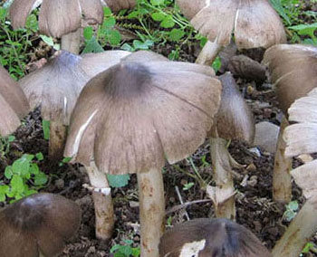 黑鸡枞菌是鸡枞菌(伞把菇)吗?形态完全不一样,哪位高人能回答.