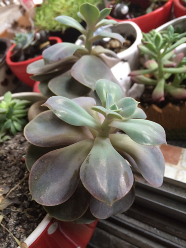 紫珍珠徒长了,怎么办?