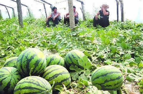 大棚青辣椒一亩地能产多少斤