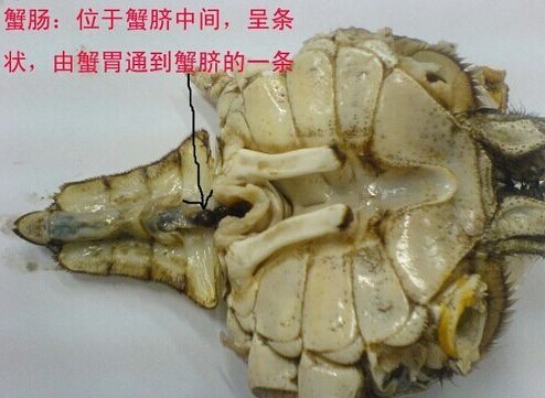 大闸蟹屁股后边白色的能吃吗