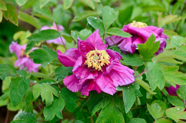 牡丹为什么被称为"花中之王"?