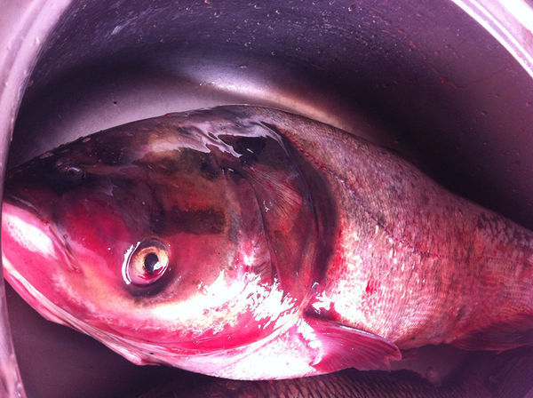 这是什么鱼?鱼鳞很小。怎么吃?