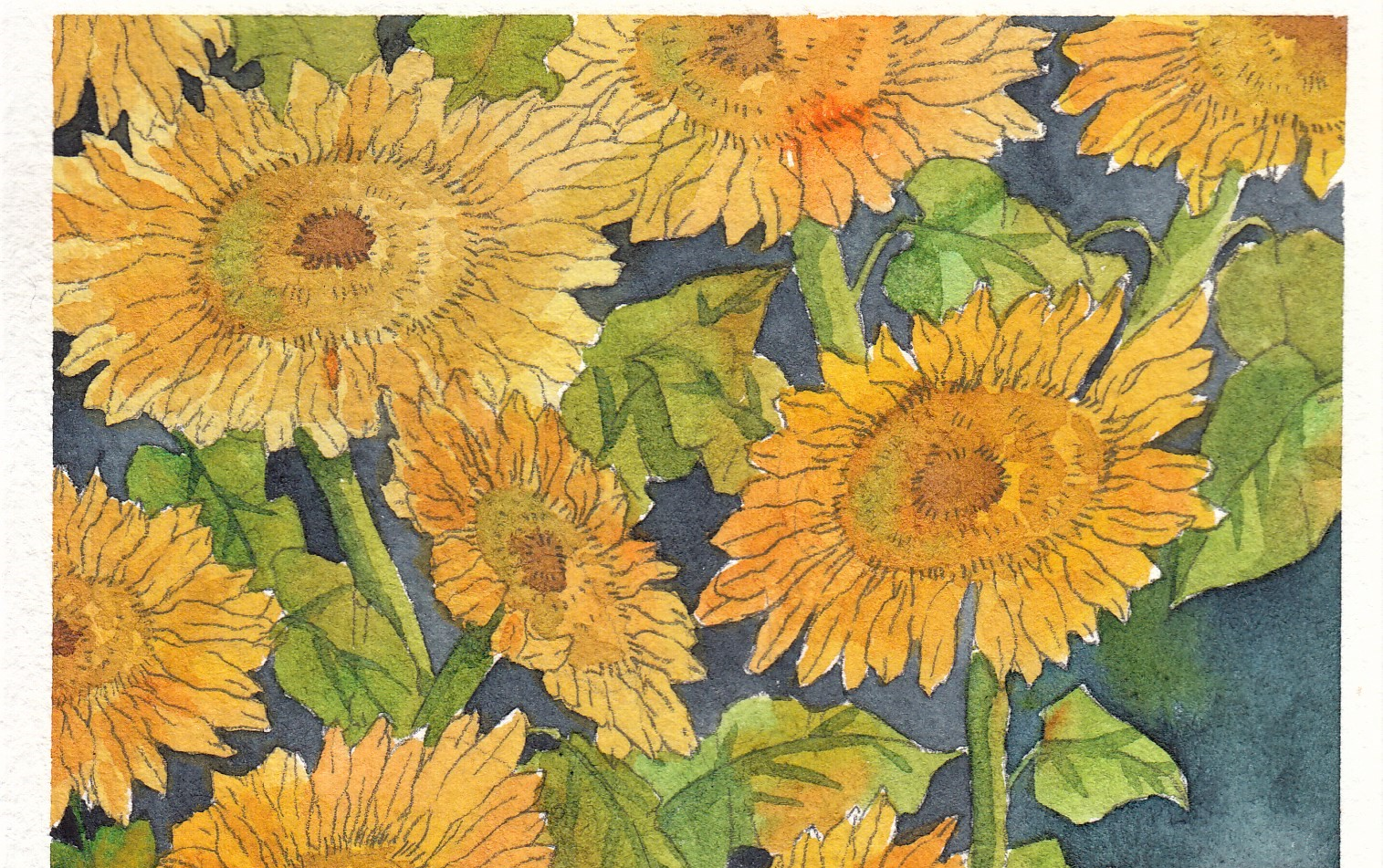 【水彩教程】水彩花卉教程 --夏天的水彩01向日葵