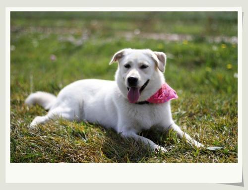 怎么让狗狗认定你的主人地位,狗超级凶,倔!在线