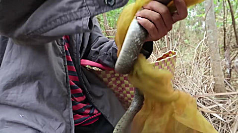 捕蛇高手做的蛇笼陷阱,一天下来得了几个大家伙