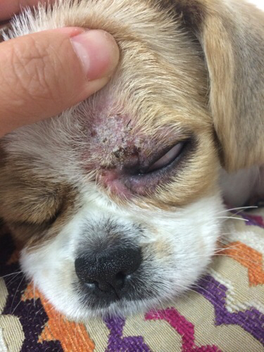 狗狗眼睛最开始是长了一个小疙瘩,没当回事,现在变的非常严重.