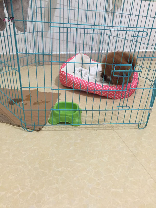 三个月的泰迪老是呜呜叫咬背上,已经吃了两次