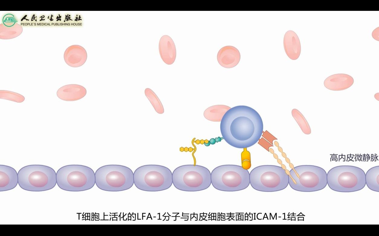 [图]7-2 T淋巴细胞归巢