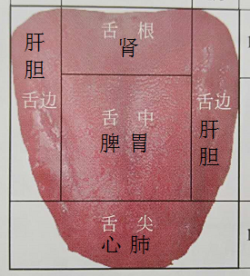 仅凭舌诊,能否判定出是肾阴虚还是肾阳虚?