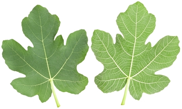 你应该可以轻易分辨出叶片的正反两面:叶片的向阳面(也叫近轴面,即