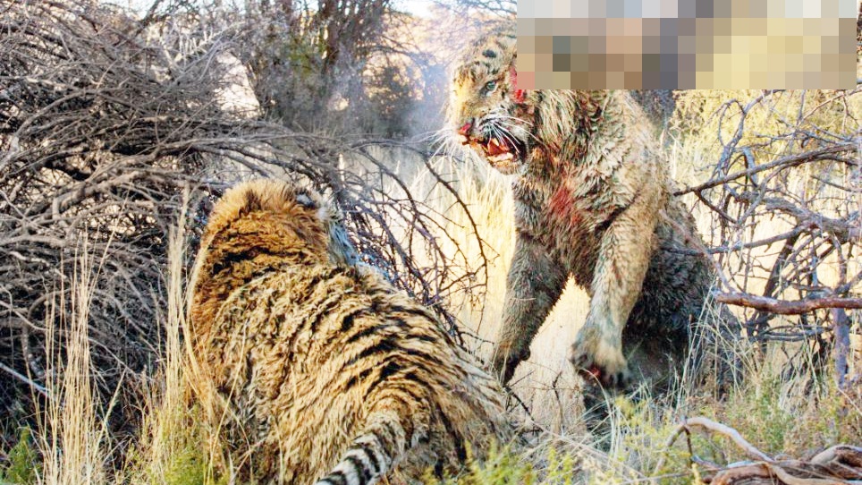 视频:东北虎捕食800斤黑熊,十几秒不到就撂倒 棕熊vs老虎到底谁更强?