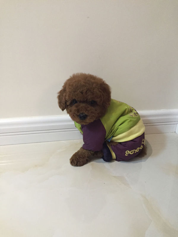 3个多月泰迪背毛是直的,耳朵和脚.头毛是卷的,是不是泰迪,现在体重2.