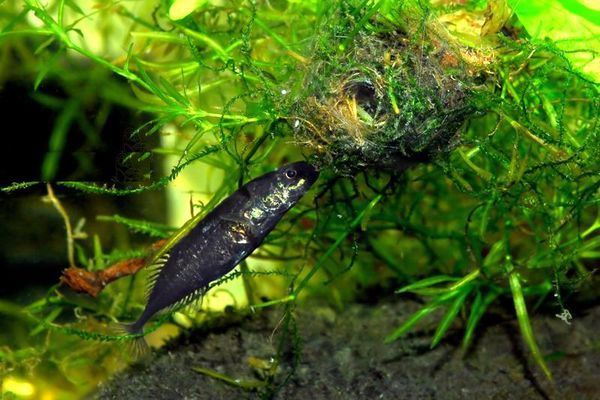 这是鸭绿江什么鱼