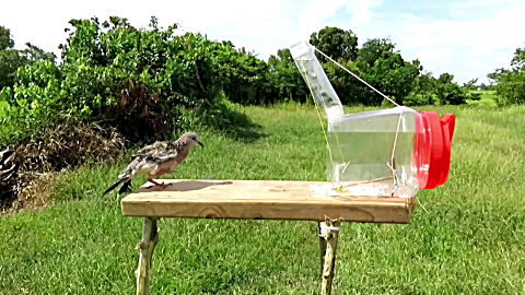 农村小伙子设计捕鸟神器,小鸟钻进了瓶子里,就出不来了!
