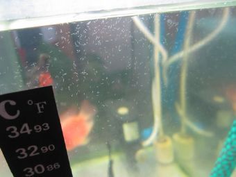 鱼缸壁上有小白点一样的虫子爬,我已经连续换