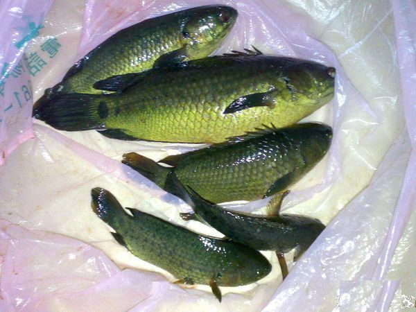 下图为    龟壳攀鲈 anabas testudineus ,俗名过山鲫,攀鲈,巴摩鱼