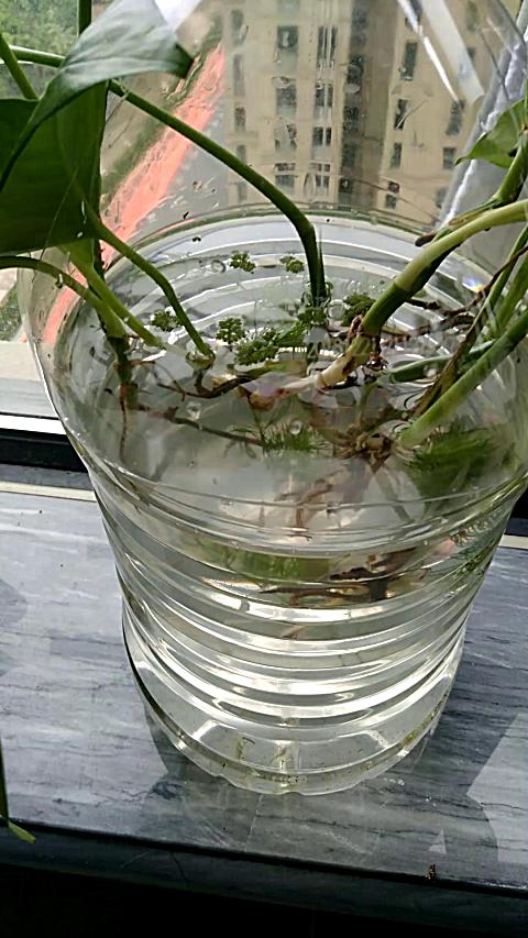 农夫山泉5升桶做的鱼缸, 水培绿萝共养.从河里抓的几条小鱼和小虾