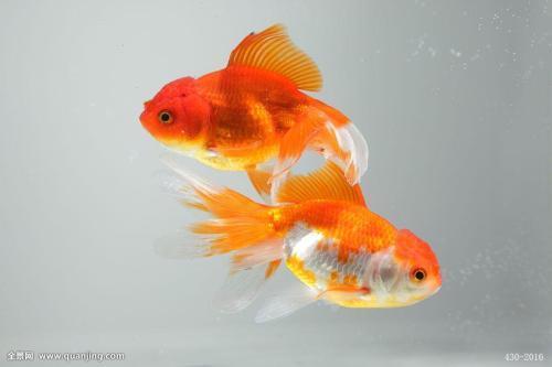 金鱼一直浮在水面沉不下去