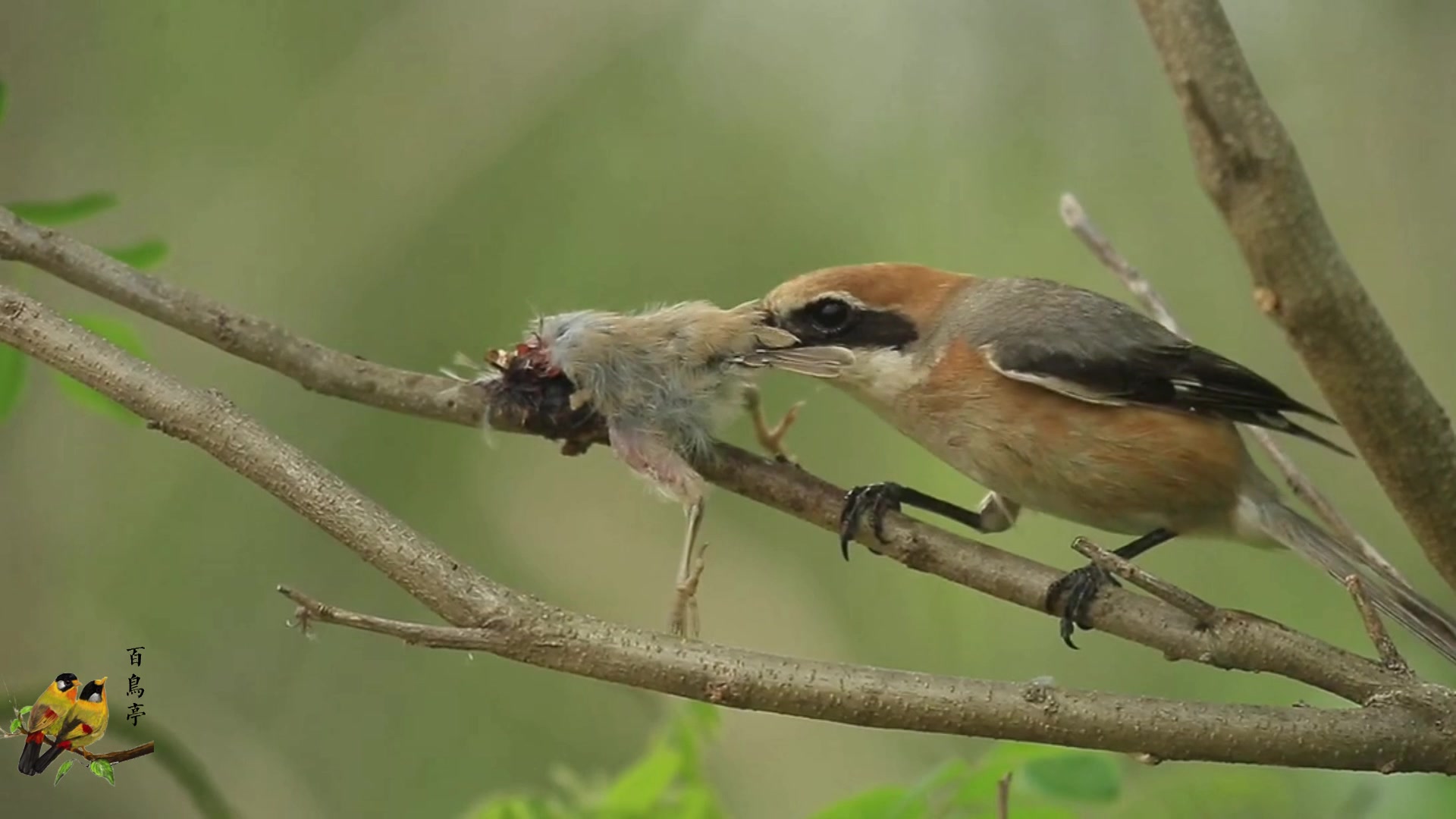 伯劳鸟有储存食物的习惯,吃不完的小鸟挂树枝上等饿了再吃