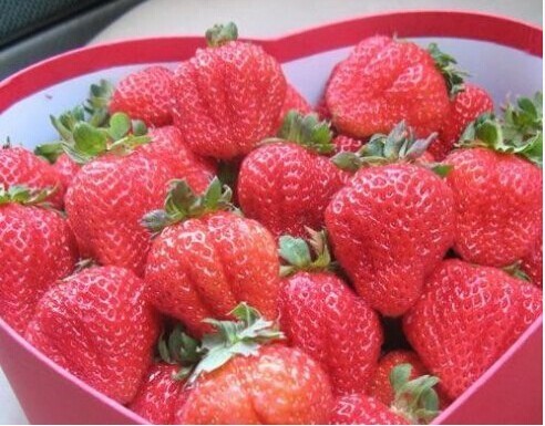 五颜六色饺子皮