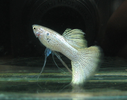 孔雀鱼喂什么好 丝蚯蚓的营养价值比较高