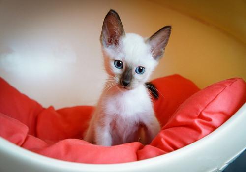 成年猫一天吃多少猫粮