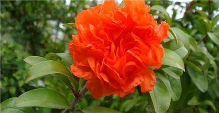 石榴花开花像什么