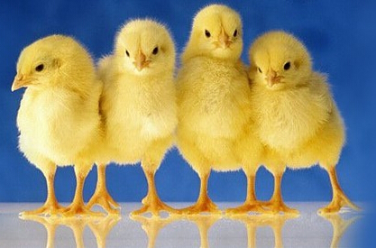 帮忙找一张小鸡照片,用来做头像.