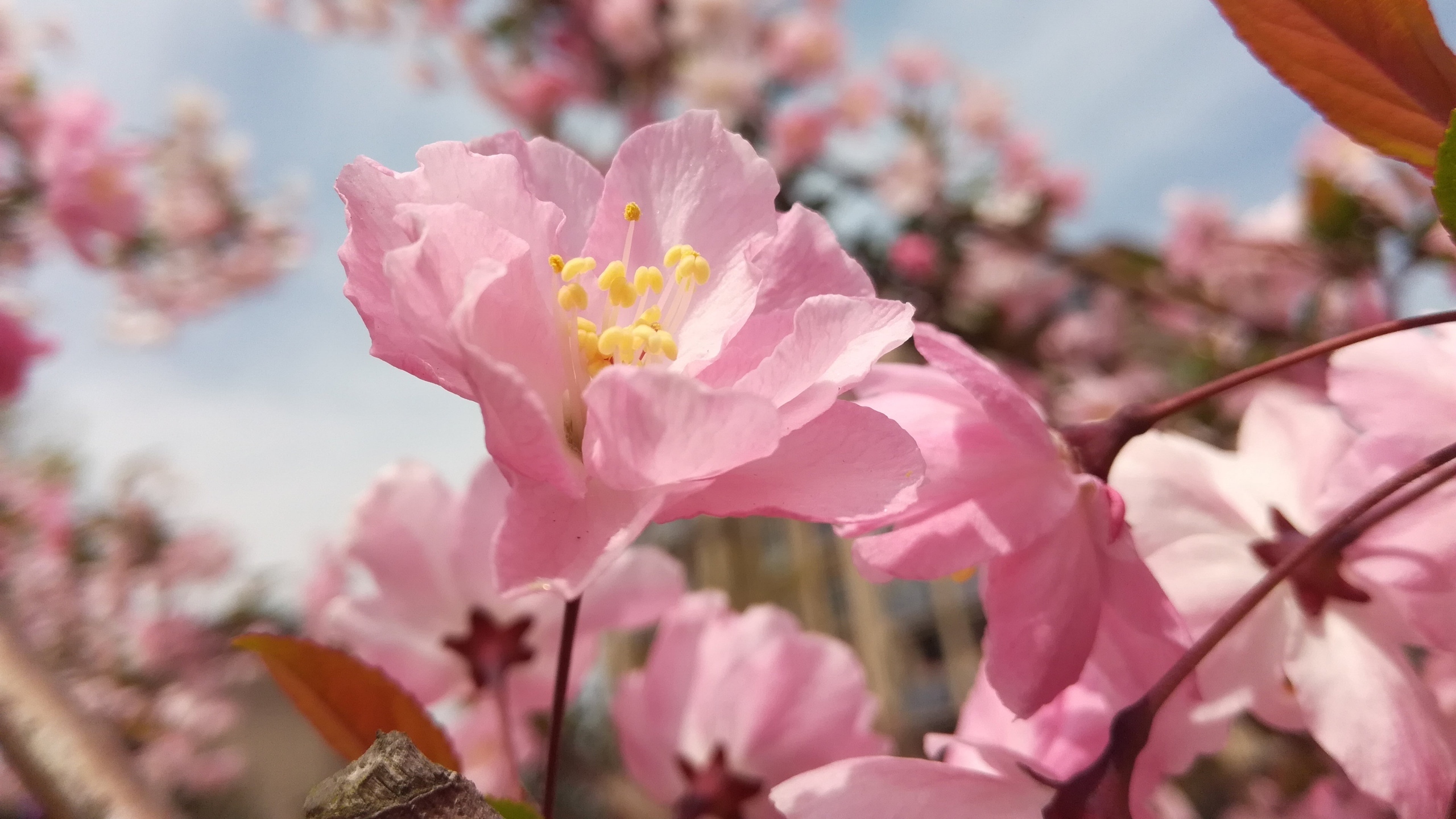 高清粉色桃花图片[图2]