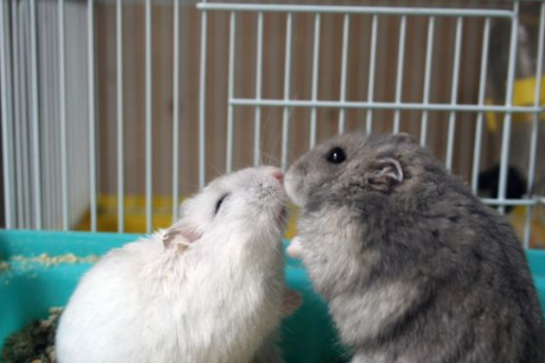 最温顺的仓鼠排名有哪些?