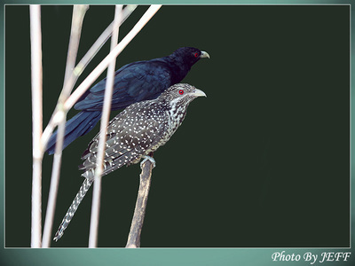 这是噪鹃,杜鹃科的鸟.成鸟是黑色的,亚成鸟有斑点