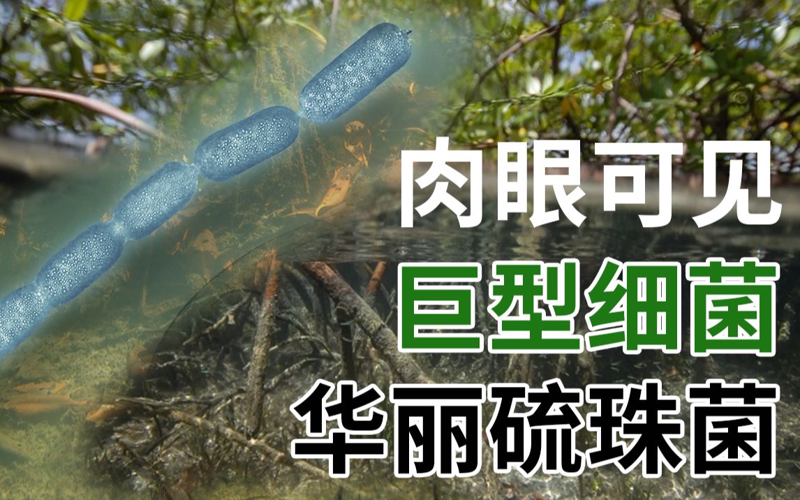 [图]世界上最大的巨型细菌 肉眼可见的华丽硫珠菌 模糊了原核生物和真核生物之间的界限 在瓜德罗普岛与红树林伴生