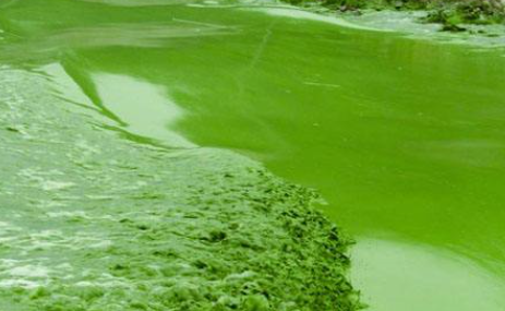 为啥太湖蓝藻总会在无锡水域集中暴发?