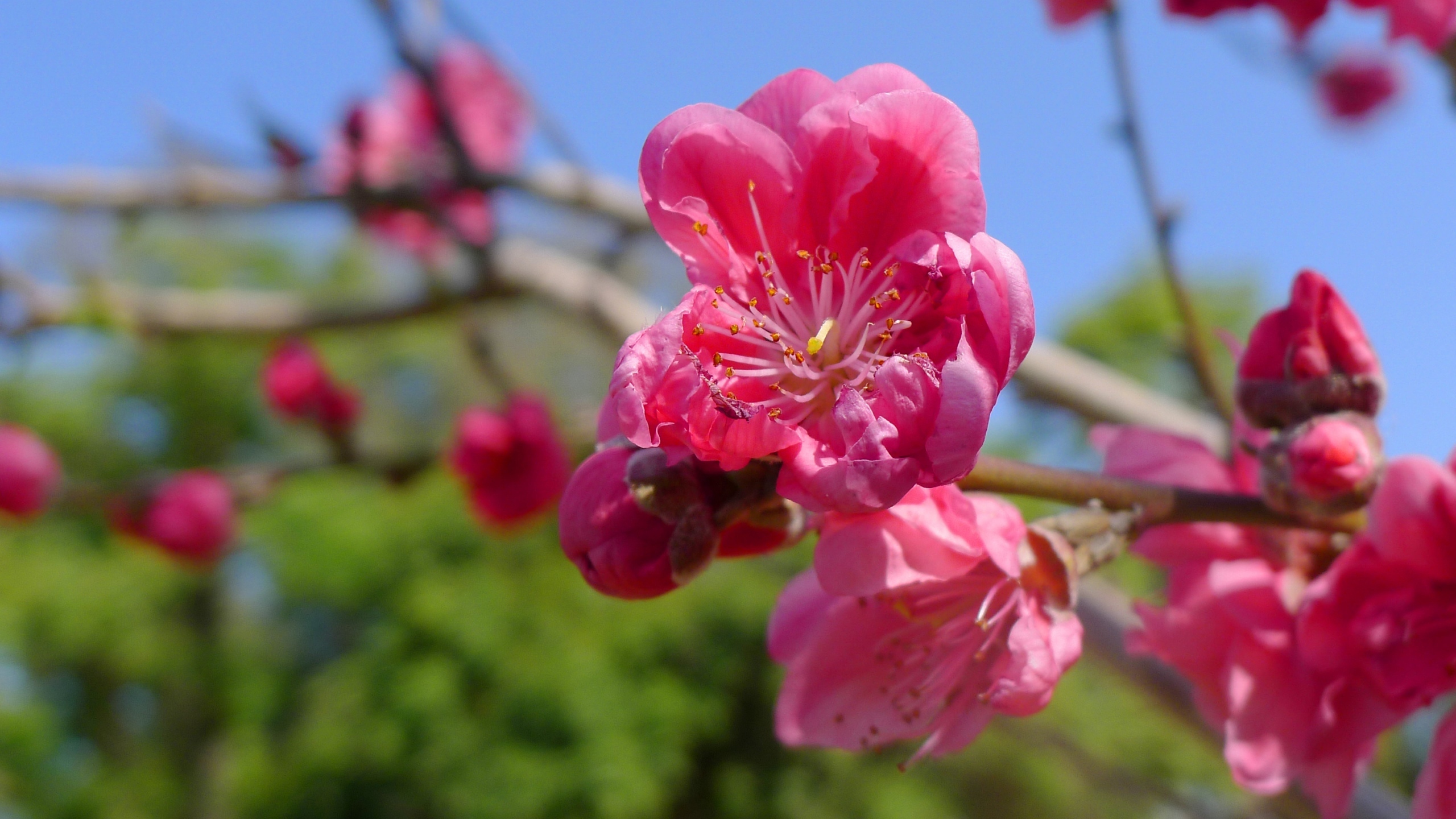 高清桃花花卉桌面壁纸[图10]