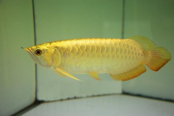 求金龙鱼照片,谢谢