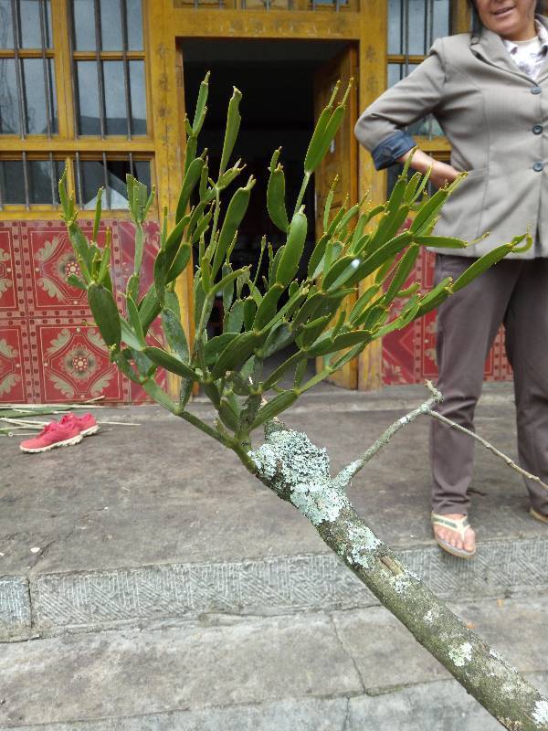 寄生在树上的这是什么植物?