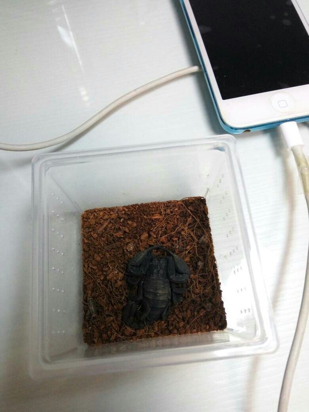 蝎子是单性繁殖