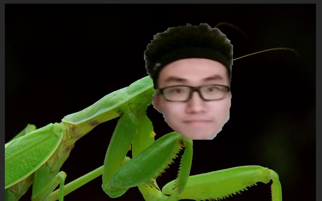 泽野螳螂】石锤 泽野螳螂,击毙!