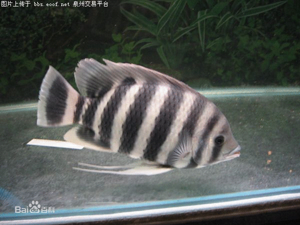 十间鱼 属于热带鱼!