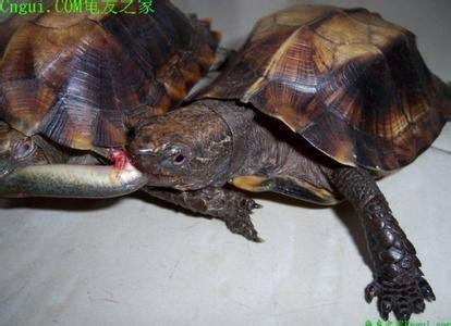 乌龟的叫声是什么样子?