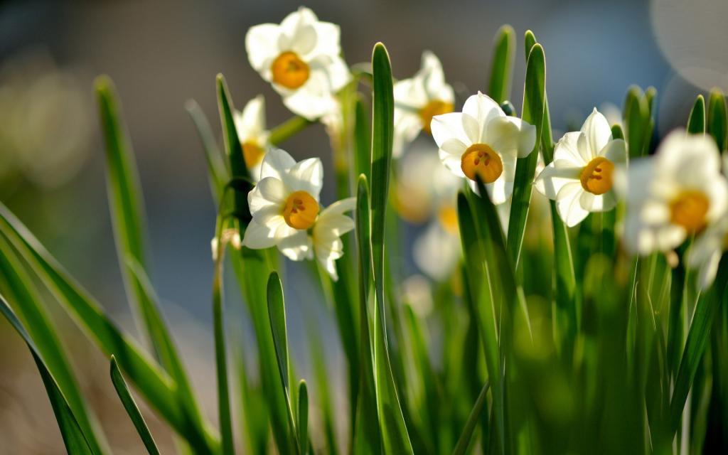 水仙花花语自恋电脑壁纸[图7]